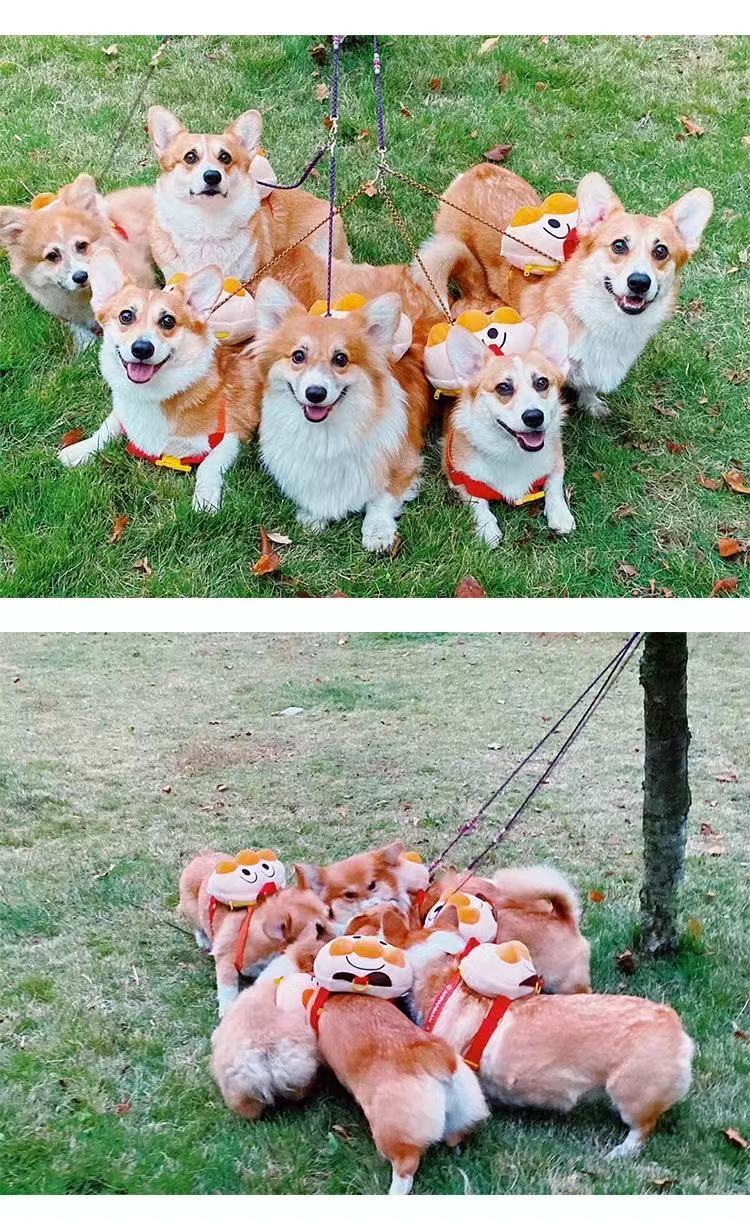Dogs From Backpacks Small Dogs Cute Bread Pets Backpacks Fighting Teddy Corgi Going Out Schoolbags Traction Rope Dog Accessories